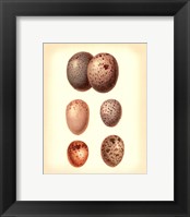 Bird Egg Study IV Framed Print