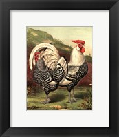 Framed Cassell's Roosters III