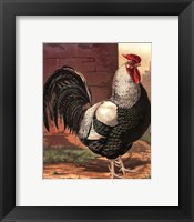 Cassell's Roosters IV Framed Print
