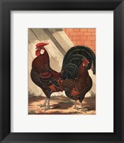 Framed Cassell's Roosters V