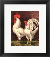 Cassell's Roosters VI Framed Print