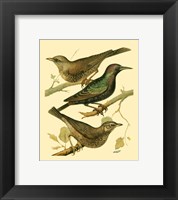 Framed Domestic Bird Family IV