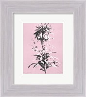 Framed Imperiale on Pink