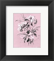 Framed Hydrangea on Pink