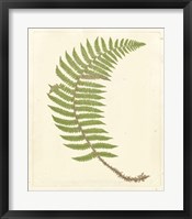 Framed Broad Buckler Fern