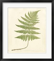 Framed Soft Prickley Shield Fern