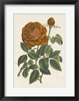 Framed Chinese Red Rose II
