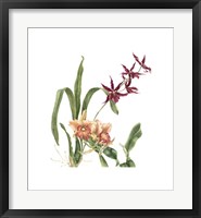 Framed Orchid I (Le)
