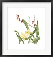 Framed Orchid II (Le)