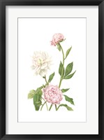 Framed Peony I (Le)