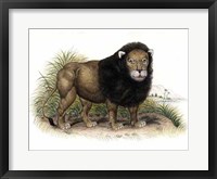 Framed Lion from India I I