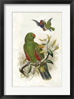 Framed Parrots I