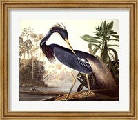 Framed Louisiana Heron