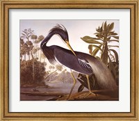 Framed Louisiana Heron