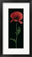 Framed Poppy