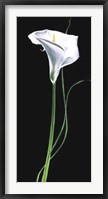 Framed Calla Lily