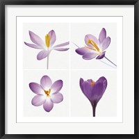 Framed Four Crocuses