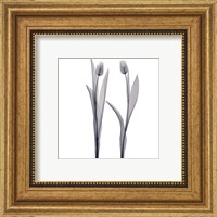 Framed Delicate Duo