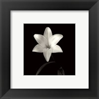 Framed Lily, Flower Series VI