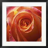 Framed Orange Rose