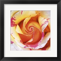 Framed White and Purple Rose