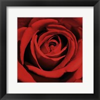 Framed Red Rose