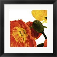 Framed Poppies IV