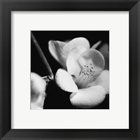 Framed Quince Blossoms V