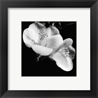 Framed Quince Blossoms VI