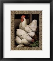 Framed Cassell's Roosters with Border I