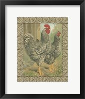 Framed Cassell's Roosters with Border II