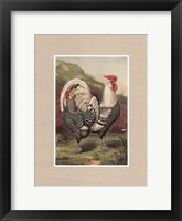 Framed Cassell's Roosters with Mat III