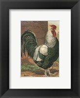 Framed Cassell's Roosters with Mat IV