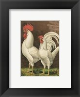 Framed Cassell's Roosters with Mat VI