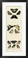 Framed Antique Butterfly Panel I