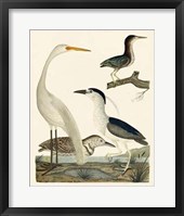Heron Family II Framed Print