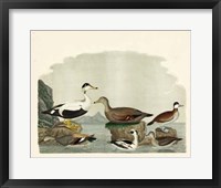 Framed Duck Family I