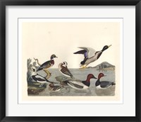 Framed Duck Family II