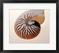 Framed Nautilus