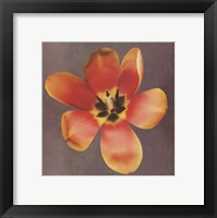Sunshine Tulip Framed Print