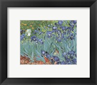 Irises in the Garden, Saint-Remy, c.1889 Framed Print