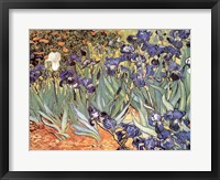 Framed Irises in the Garden, Saint-Remy, c.1889