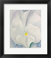 Framed White Pansy