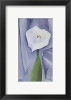 Framed Calla Lily on Grey, 1928