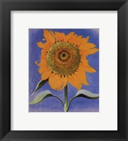 Framed Sunflower, New Mexico, 1935