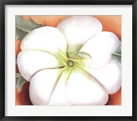 Framed White Flower on Red Earth, No. 1