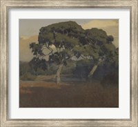 Framed Oaks