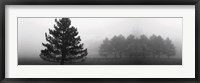 Framed Misty Pines