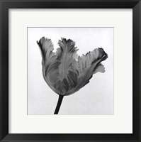 Framed Parrot Tulip I