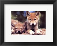 Spring Wolf Pups Framed Print